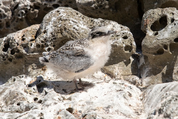 White-fronted Tern