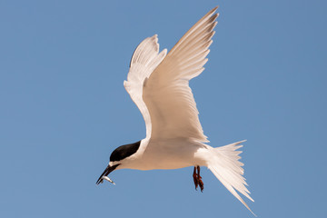 Fototapeta premium White-fronted Tern