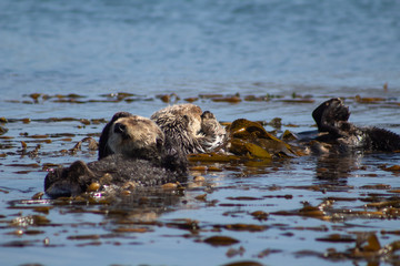 California Coastal Wildlife