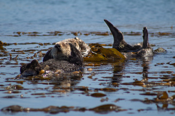 Fototapeta premium California Coastal Wildlife