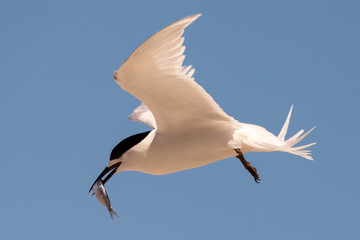 White-fronted Tern