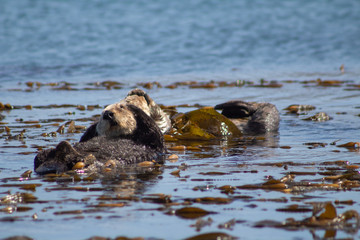 Fototapeta premium California Coastal Wildlife