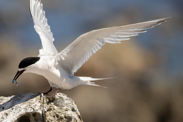 White-fronted Tern