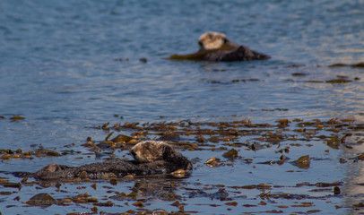California Coastal Wildlife