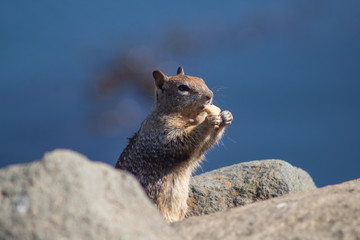 California Coastal Wildlife