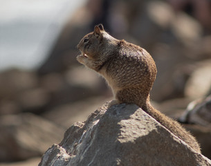 California Coastal Wildlife