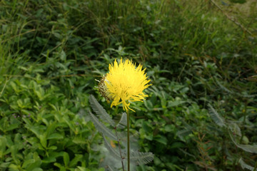 Mimosa pudica flower is a bouquet of ัyellow flowers. 