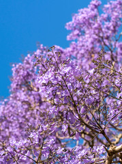 Jacaranda tree, Sydney Australia