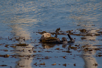 California Coastal Wildlife