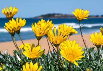 Obrazy na Szkle  Kwiaty nad morzem, Bondi Beach Australia