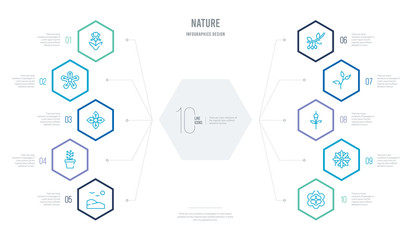 nature concept business infographic design with 10 hexagon options. outline icons such as geranium, gerbera, gladiolus, tea, hawthorn, hyacinth