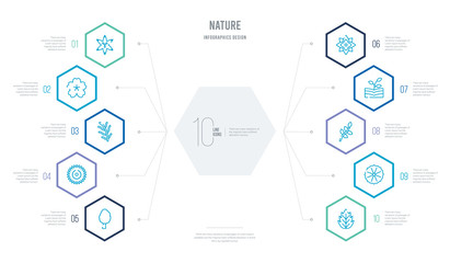 nature concept business infographic design with 10 hexagon options. outline icons such as peppermint, petunia, pinnate, plant growing on book, poinsettia, protea