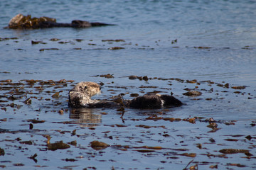 California Coastal Wildlife