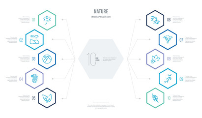 nature concept business infographic design with 10 hexagon options. outline icons such as rowan leaf, larch leaf, sassafras leaf, acacia, philodendron, thermometer high temperature