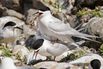 White-fronted Tern