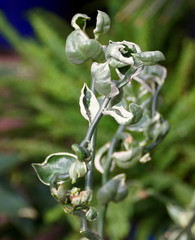 Unique green and white leaves of Slipper Spurge 'Jade Slipper' tropical plant