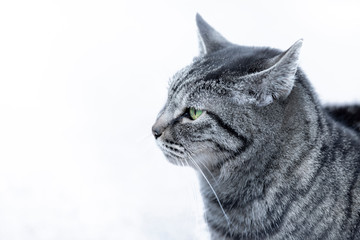 瞳のキレイな猫