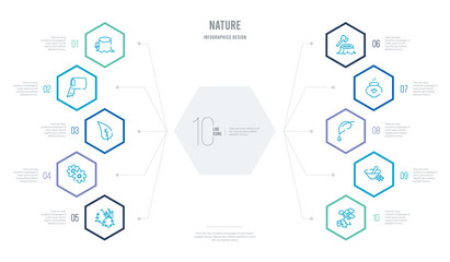 nature concept business infographic design with 10 hexagon options. outline icons such as chestnut oak tree, flower therapy, leaf and drop, essence, deforestation, japanese