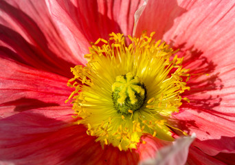 Poppy Flower, Australia