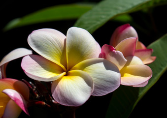 Frangipani Flower, Australia