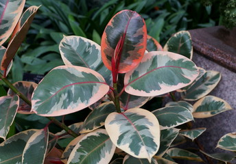 Multicolor of white, green and red foliage of Rubber plant Ruby