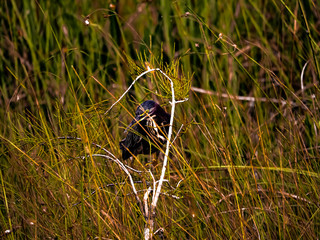 bird in grass
