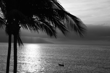 PALMERA