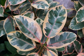 Mixed color of white, green and red foliage of Rubber plant Ruby