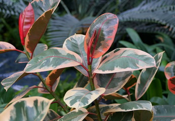 Multicolor of white, green and red foliage of Rubber plant Ruby