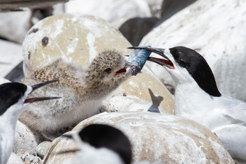 White-fronted Tern