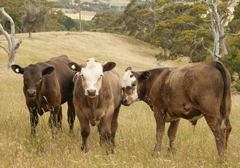 Jersey Steers Grazing in Paddock