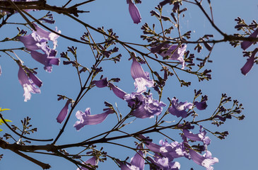 Jacaranda tree, Sydney Australia