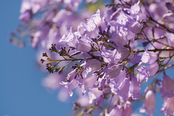 Jacaranda tree, Sydney Australia