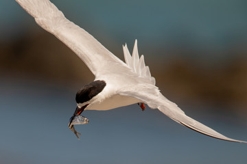 White-fronted Tern
