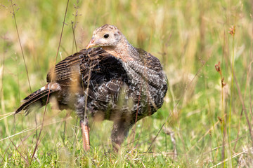 Wild Turkey