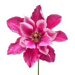 Flower head pink clematis isolated on white background. Perfectly retouched, full depth of field on the photo. Floral pattern, object. Flat lay, top view