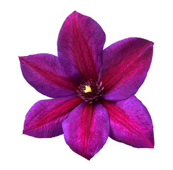 Clematis flower head purple isolated on white background. Perfectly retouched, full depth of field...