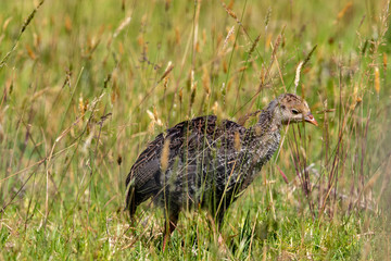 Wild Turkey
