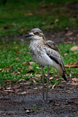 Friendly curlew on the ground