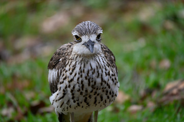 Friendly curlew on the ground