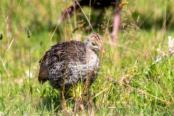 Wild Turkey
