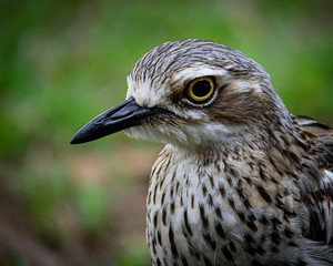 Friendly curlew on the ground