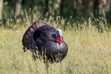 Wild Turkey