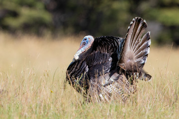 Wild Turkey