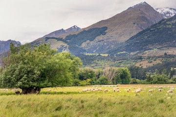 Meadows and hills of New Zealand