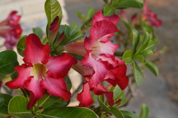 White and red flowers surrounded by green leaves