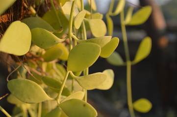 The green flower hits the sunlight