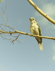 An Australian kookaburra sitting quietly