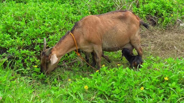 Young baby goat sucking milk and playing around his mother goat, grazing on the grass.