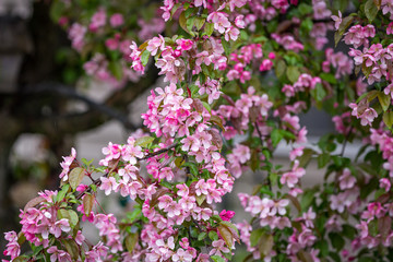 Close up of a branch of bright pink Cherry Blossoms wet from rain drops